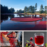 Berrifine Cranberry (2)